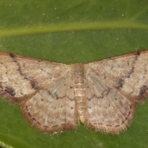 Idaea halmaea at Melba, ACT - 26 Mar 2021