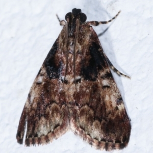 Orthaga thyrisalis at Melba, ACT - 26 Mar 2021 11:17 PM