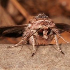 Persectania ewingii at Melba, ACT - 26 Mar 2021 11:19 PM