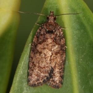 Thrincophora impletana at Melba, ACT - 26 Mar 2021