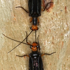 Porismus strigatus at Majura, ACT - 29 Mar 2021