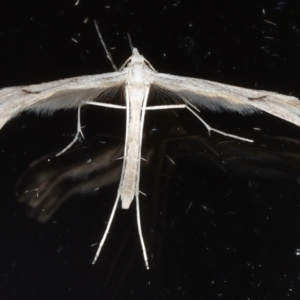 Platyptilia celidotus at Ainslie, ACT - 29 Mar 2021