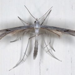 Platyptilia celidotus at Ainslie, ACT - 29 Mar 2021