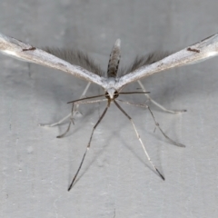 Platyptilia celidotus at Ainslie, ACT - 29 Mar 2021