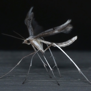 Platyptilia celidotus at Ainslie, ACT - 29 Mar 2021