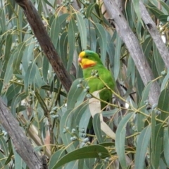 Polytelis swainsonii (Superb Parrot) at Hughes, ACT - 24 Mar 2021 by JackyF