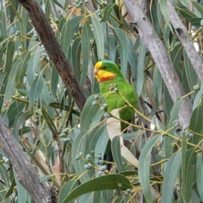 Polytelis swainsonii (Superb Parrot) at Hughes, ACT - 24 Mar 2021 by JackyF