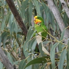 Polytelis swainsonii at Hughes, ACT - suppressed
