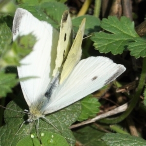 Pieris rapae at Hughes, ACT - 24 Mar 2021 03:09 PM