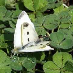 Pieris rapae at Hughes, ACT - 24 Mar 2021