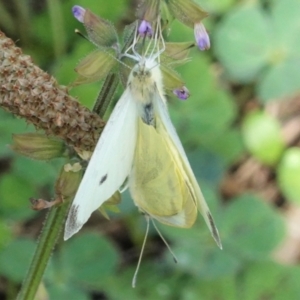 Pieris rapae at Hughes, ACT - 24 Mar 2021 03:09 PM