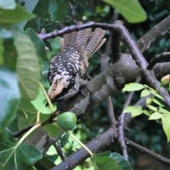 Eudynamys orientalis at Hughes, ACT - 27 Mar 2021