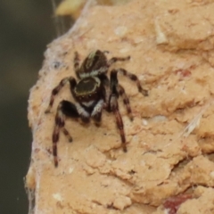 Maratus scutulatus (A jumping spider) at Macarthur, ACT - 30 Mar 2021 by RodDeb