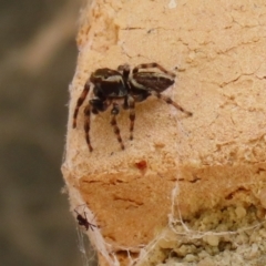 Maratus scutulatus at Macarthur, ACT - 30 Mar 2021