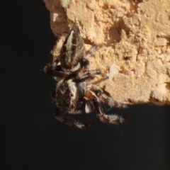 Maratus scutulatus at Macarthur, ACT - 30 Mar 2021