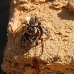 Maratus scutulatus at Macarthur, ACT - 30 Mar 2021