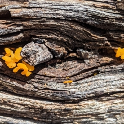 Dacryopinax spathularia (Dacryopinax spathularia) at Hughes, ACT - 24 Mar 2021 by JackyF