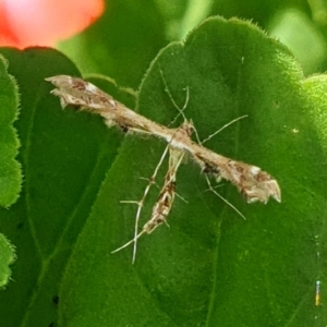 Sphenarches anisodactylus at Cook, ACT - suppressed