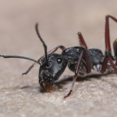 Camponotus suffusus (Golden-tailed sugar ant) at ANBG - 30 Mar 2021 by TimL