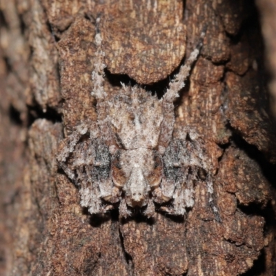 Stephanopis sp. (genus) (Knobbly crab spider) at ANBG - 28 Mar 2021 by TimL