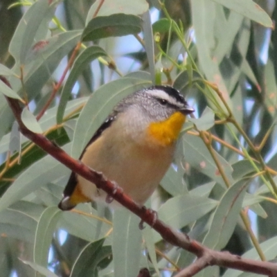 Pardalotus punctatus (Spotted Pardalote) at Acton, ACT - 26 Mar 2021 by Christine