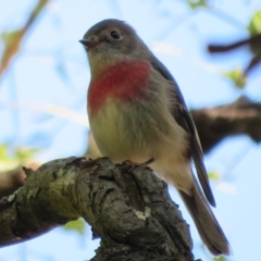 Petroica rosea (Rose Robin) at GG12 - 26 Mar 2021 by Christine