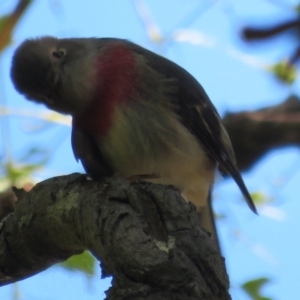 Petroica rosea at Acton, ACT - 26 Mar 2021