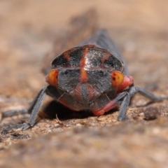 Eurymeloides lineata (Lined gumtree hopper) at ANBG - 29 Mar 2021 by TimL