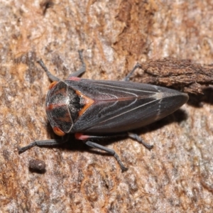 Eurymeloides lineata at Downer, ACT - 30 Mar 2021 10:51 AM