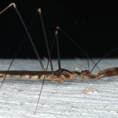 Leistarches serripes at Majura, ACT - 30 Mar 2021 08:18 PM