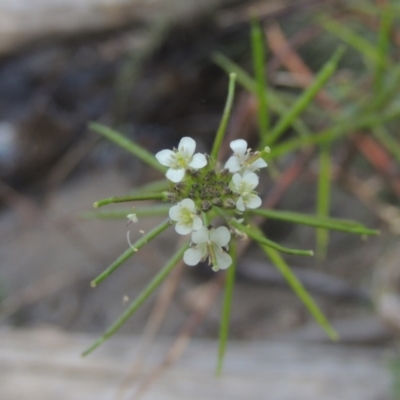 Rorippa gigantea (Forest Bitter-cress) at Paddys River, ACT - 11 Feb 2021 by michaelb