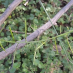 Rorippa gigantea at Paddys River, ACT - 11 Feb 2021 07:30 PM