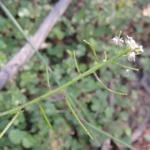 Rorippa gigantea at Paddys River, ACT - 11 Feb 2021 07:30 PM