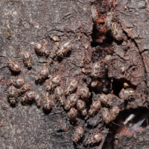 Myopsocus sp. (genus) at Downer, ACT - 12 Mar 2021