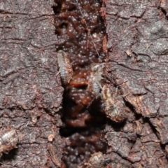 Myopsocus sp. (genus) at Downer, ACT - 12 Mar 2021 11:42 AM