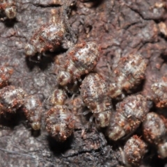 Myopsocus sp. (genus) at Downer, ACT - 12 Mar 2021