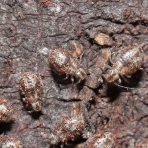 Myopsocus sp. (genus) at Downer, ACT - 12 Mar 2021 11:42 AM