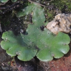 Marchantia sp. (genus) (A Liverwort) at Paddys River, ACT - 11 Feb 2021 by michaelb