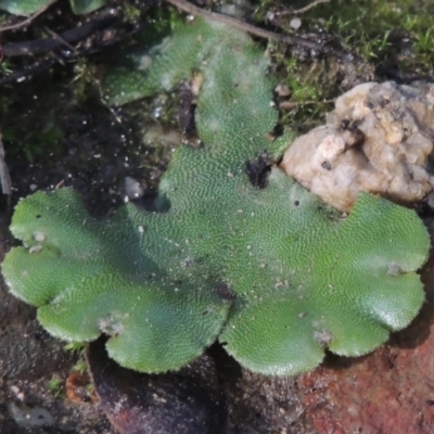 Marchantia sp. (genus) (A Liverwort) at Paddys River, ACT - 11 Feb 2021 by michaelb