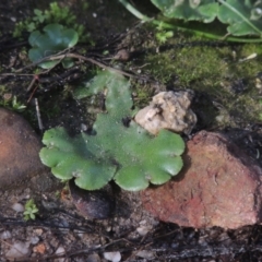 Marchantia sp. (genus) at Paddys River, ACT - 11 Feb 2021