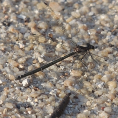 Austroargiolestes sp. (genus) (Flatwing) at Tidbinbilla Nature Reserve - 11 Feb 2021 by michaelb