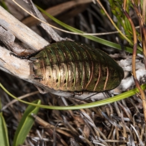 Polyzosteria viridissima at Cotter River, ACT - 30 Mar 2021 02:11 PM