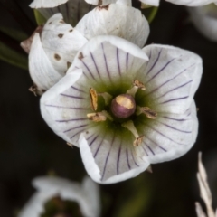 Gentianella muelleriana subsp. jingerensis (Mueller's Snow-gentian) at Cotter River, ACT - 30 Mar 2021 by DerekC
