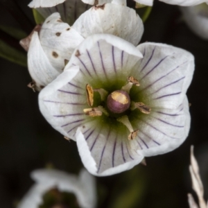 Gentianella muelleriana subsp. jingerensis at Cotter River, ACT - suppressed