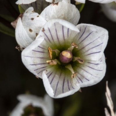 Gentianella muelleriana subsp. jingerensis (Mueller's Snow-gentian) at Cotter River, ACT - 29 Mar 2021 by DerekC