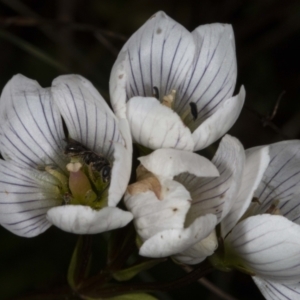 Gentianella muelleriana subsp. jingerensis at Cotter River, ACT - suppressed