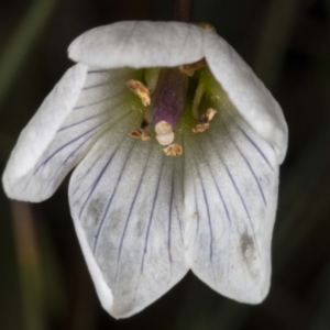 Gentianella muelleriana subsp. jingerensis at Cotter River, ACT - suppressed