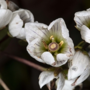 Gentianella muelleriana subsp. jingerensis at Cotter River, ACT - suppressed