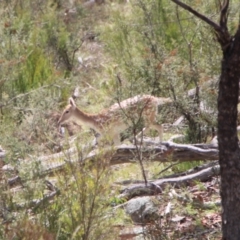 Dama dama (Fallow Deer) at Tuggeranong DC, ACT - 30 Mar 2021 by ChrisHolder