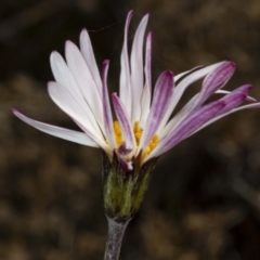 Celmisia sp. Pulchella (M.Gray & C.Totterdell 7079) Australian National Herbarium (Narrow-leaved Snow Daisy) at Cotter River, ACT - 30 Mar 2021 by DerekC